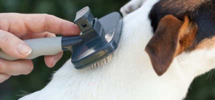 Поправки в закон о животных: факты, цифры и причины изменений