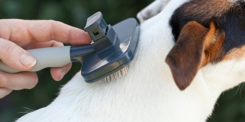 Поправки в закон о животных: факты, цифры и причины изменений